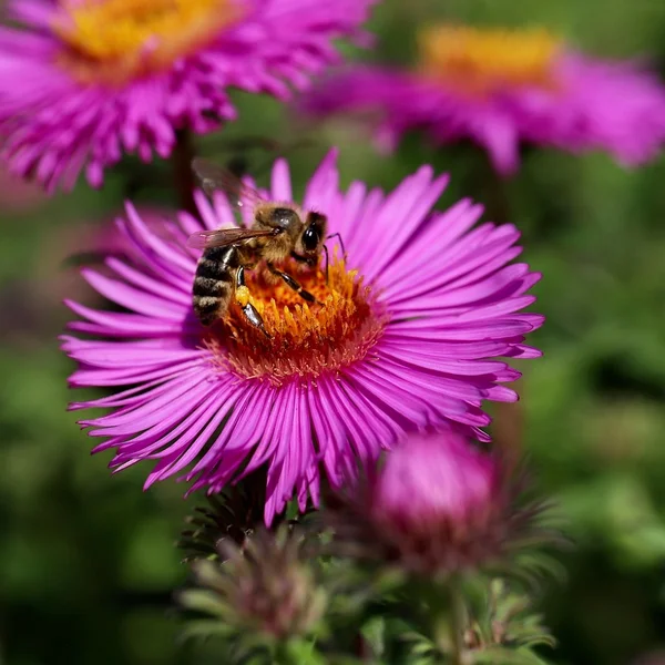 财神捕鱼捕鱼游戏