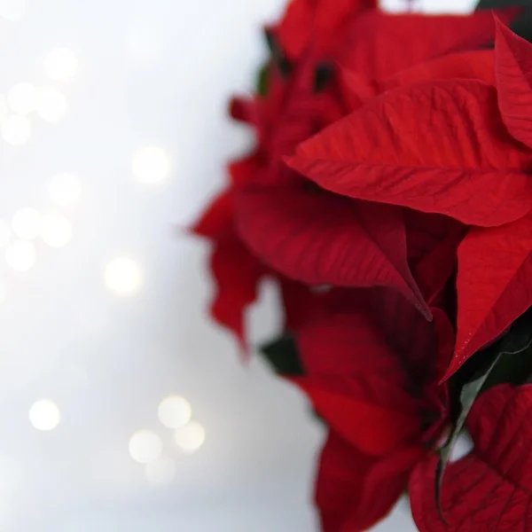 财神捕鱼棋牌游戏